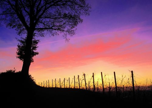good night afterglow vineyard