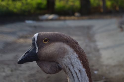 goose face animal