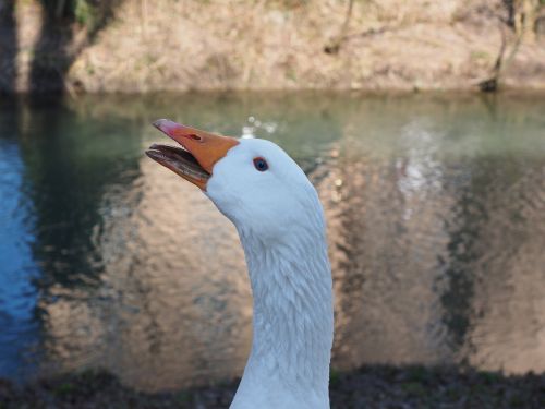 goose scream attention