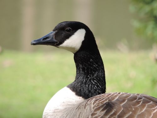 goose bird nature