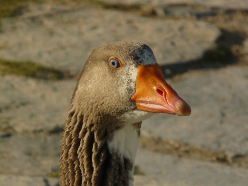 goose animal poultry