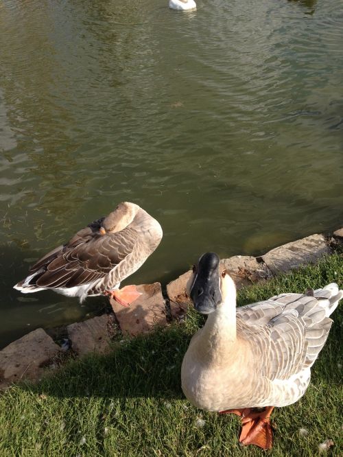 goose nature geese