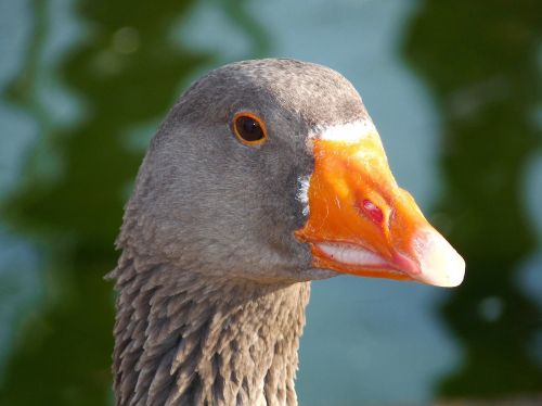 goose bird animal