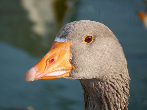 goose bird animal
