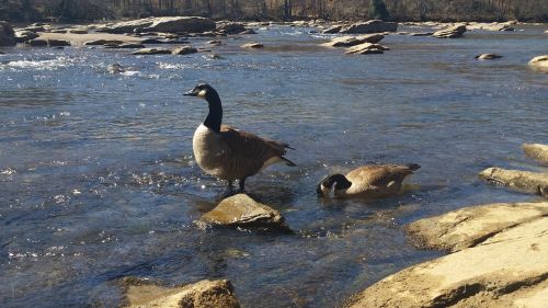 goose river summer