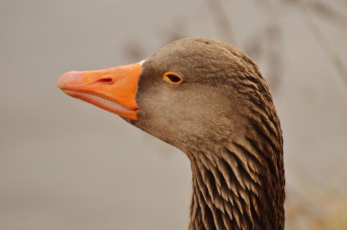 goose bird feather