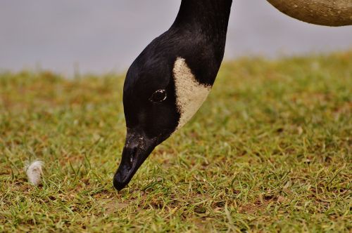 goose poultry animal