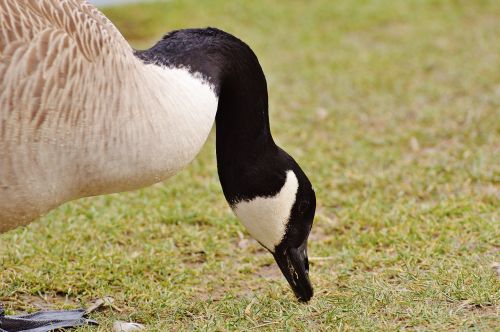 goose poultry animal