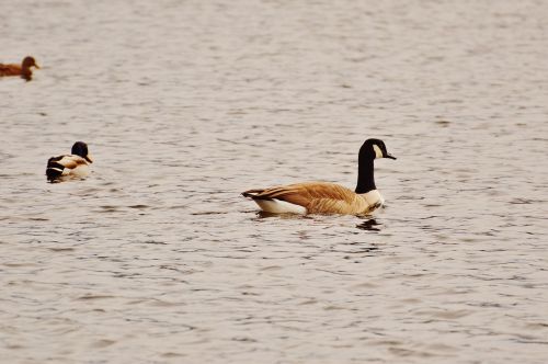 goose poultry animal