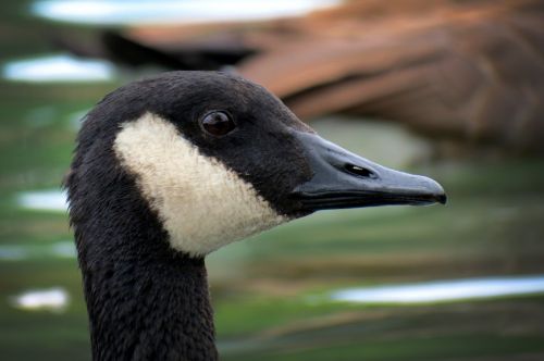 goose canada animal