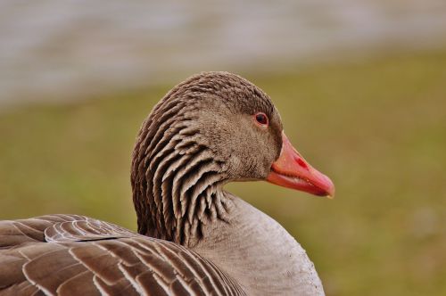 goose bird feather