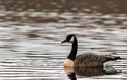 goose wild goose bird