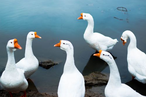 goose animal lake