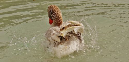 goose wildpark poing splashing