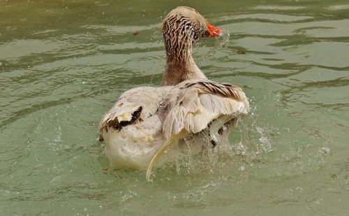 goose wildpark poing splashing