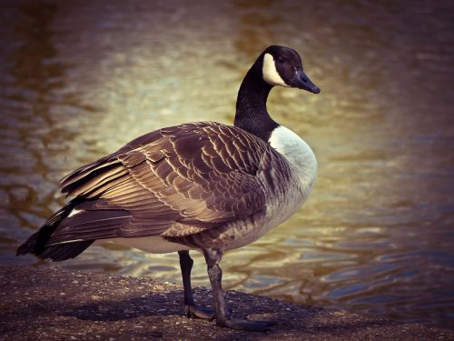 goose animal bird
