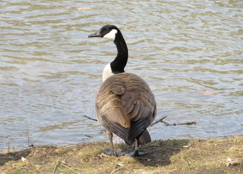 goose canadian bird