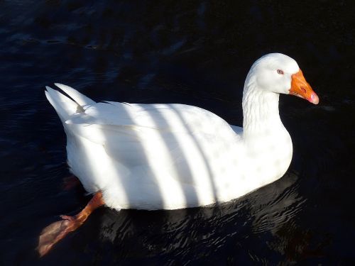 goose bird poultry