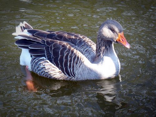 goose toulouse goose bird