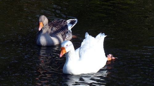 goose toulouse goose bird