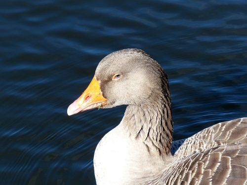 goose toulouse goose bird