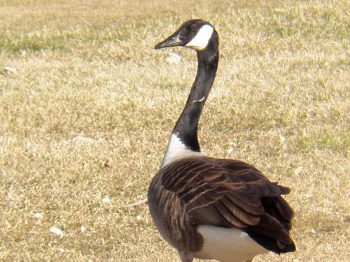 Goose