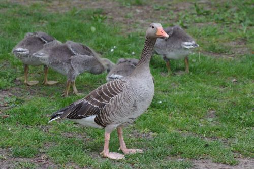 goose plumage animal