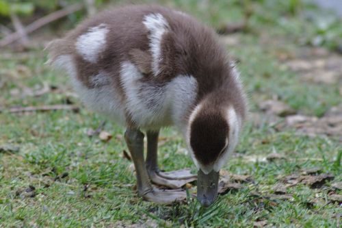 goose chicks bird