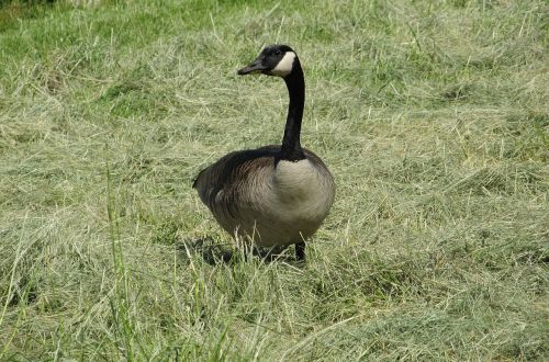 goose canadian bird