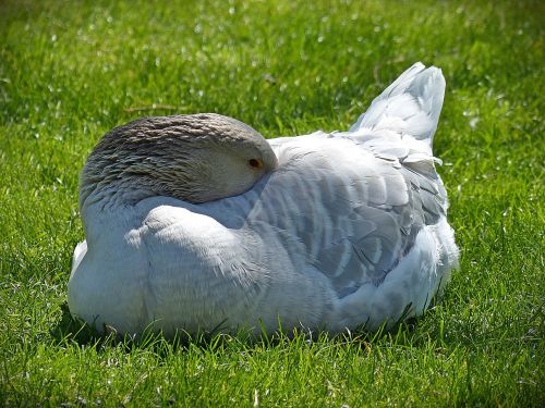 goose animal bird