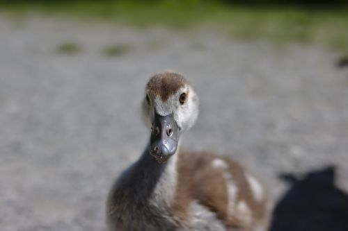 goose bird plumage