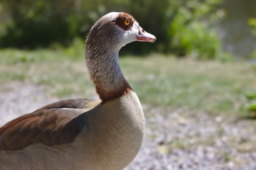 goose bird plumage