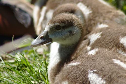 goose chicks goslings