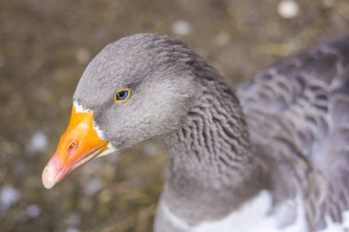 goose bird grey