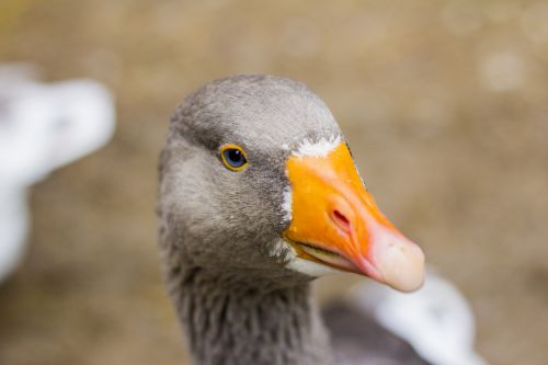 goose domestic goose grey