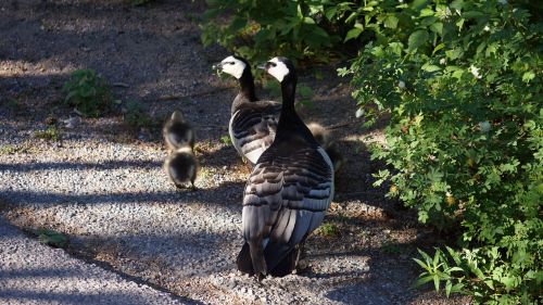 goose barnacle goose family