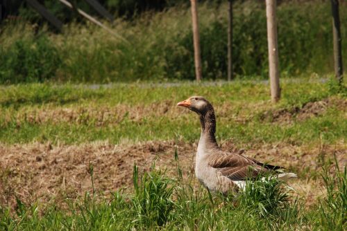 goose bird pasture