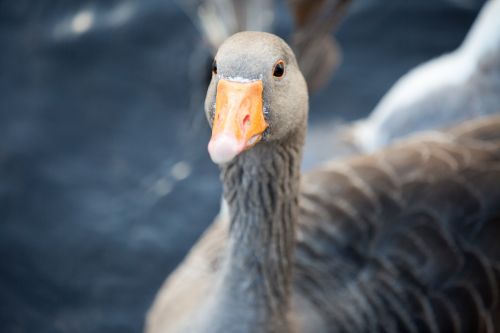 Goose