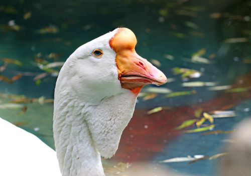 goose bird beak