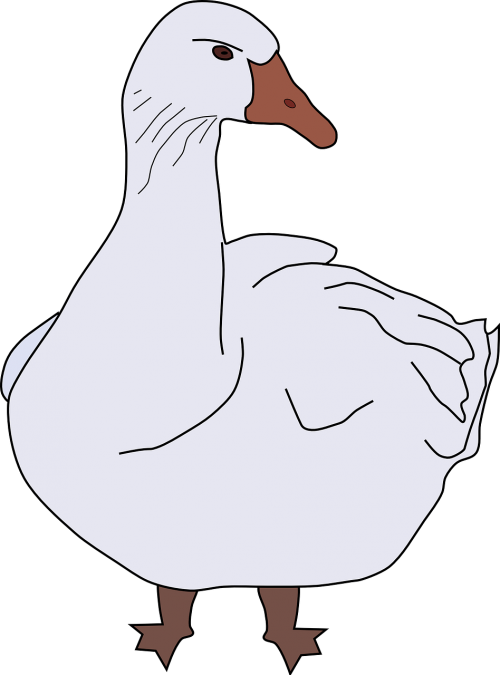 goose bird animal