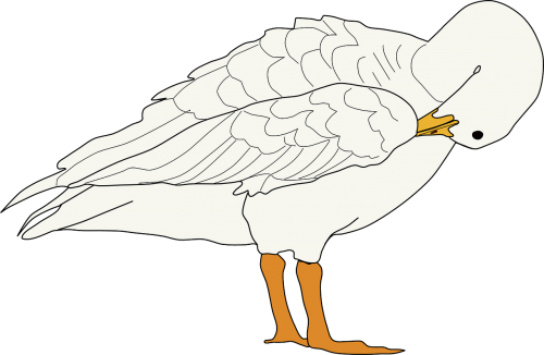 goose bird animal