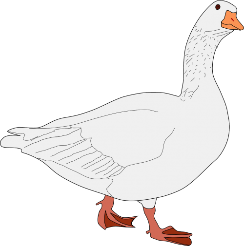 goose bird animal