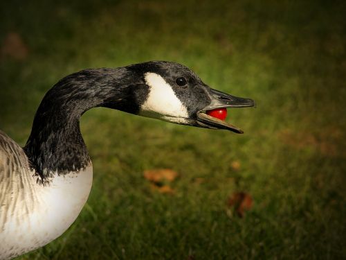 goose bird natural