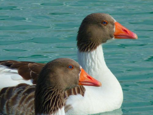 goose geese animals