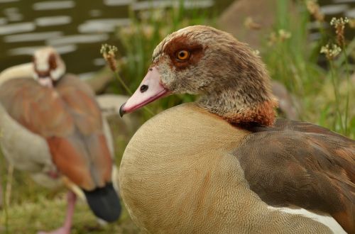 goose nile goose bird