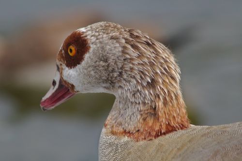 goose head animal