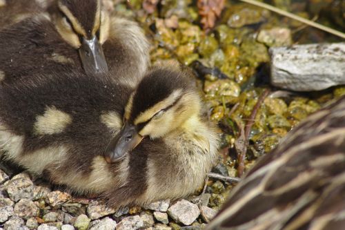 goose head animal