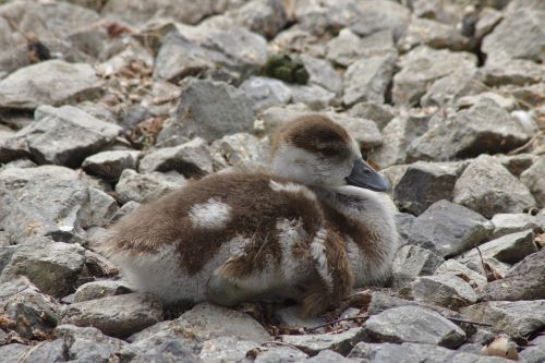 goose chicks goslings