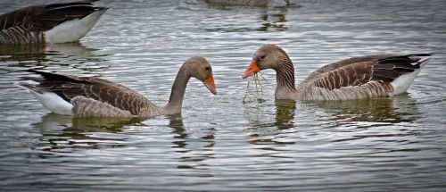 goose eat animal