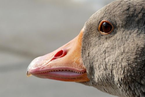 goose geese head animal